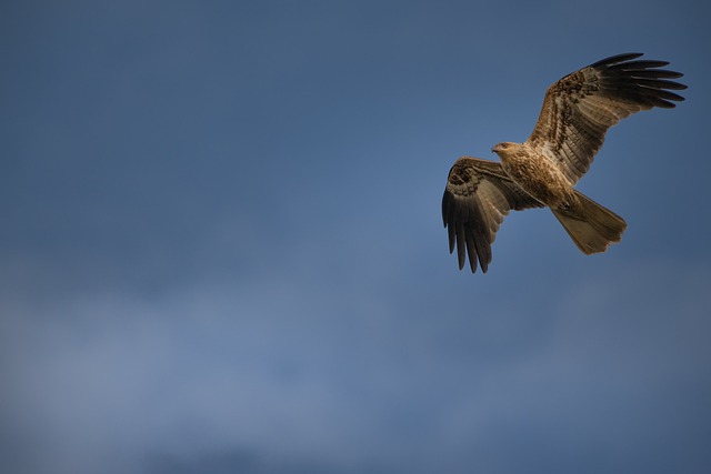 吹口哨的风筝 鸟 天空 - 上的免费照片