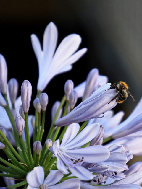 蜜蜂 开花 授粉 - 上的免费照片