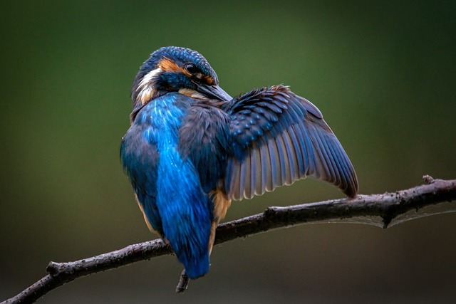 翠鸟 鸟 动物 - 上的免费照片