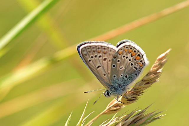 蝴蝶 普通蓝色 昆虫 - 上的免费照片