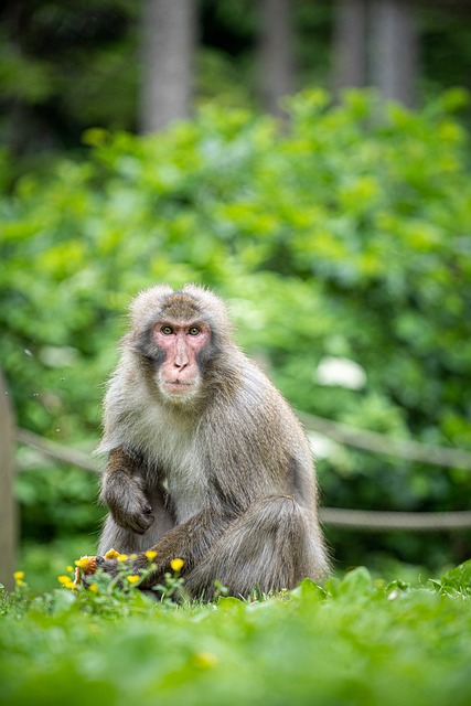 日本猕猴 动物 野生动物 - 上的免费照片