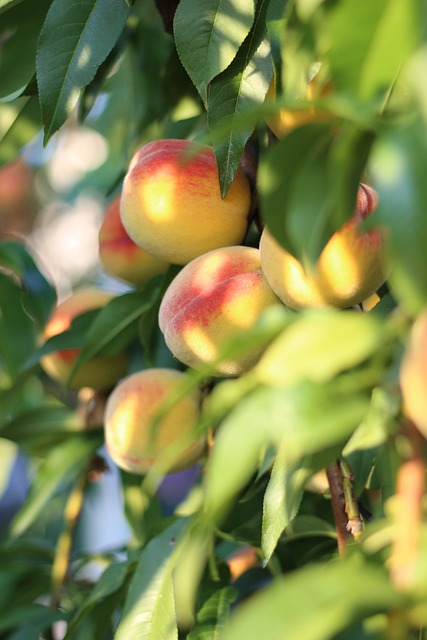 桃子 水果 植物 - 上的免费照片