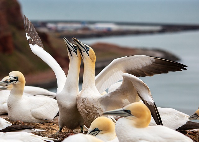 北方塘鹅 海鸟 海滩 - 上的免费照片