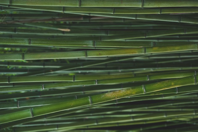 竹 丛林 性质 - 上的免费照片