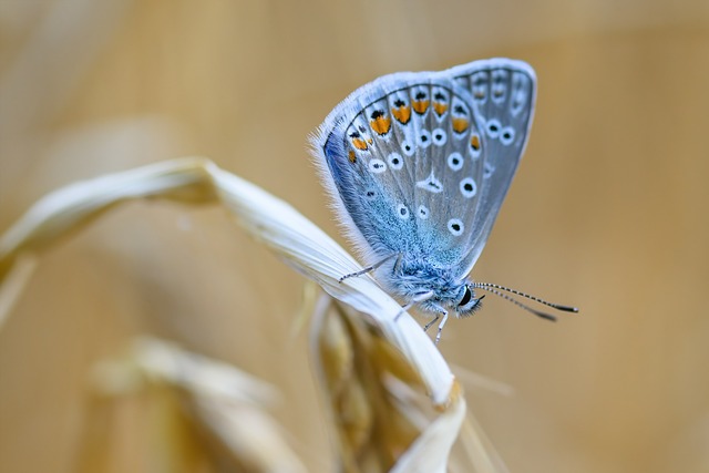 蝴蝶 普通蓝色 昆虫 - 上的免费照片