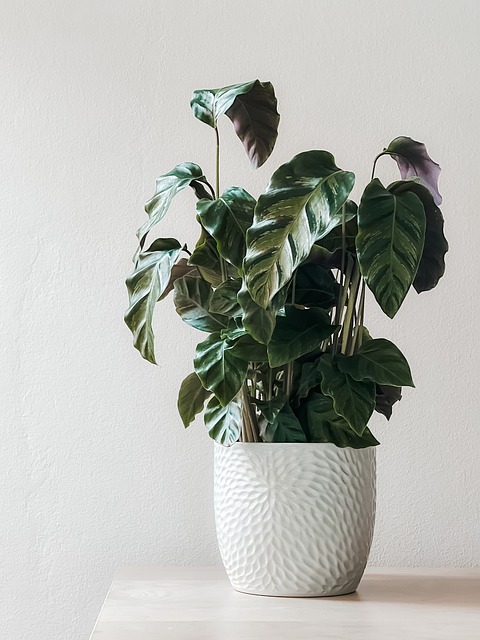 室内植物 盆花 装饰风格 - 上的免费照片