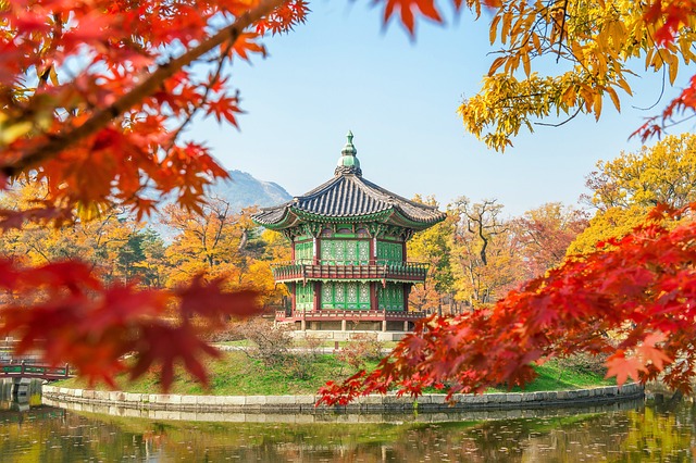 韩国 树 景福宫 - 上的免费照片