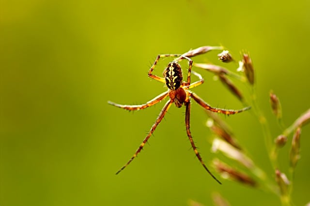 蜘蛛 阿拉纽斯 网络蜘蛛 - 上的免费图片