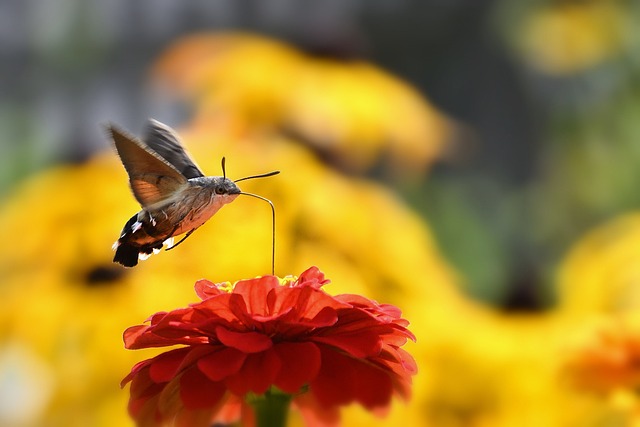 蜂鸟蛾 蛾 开花 - 上的免费照片