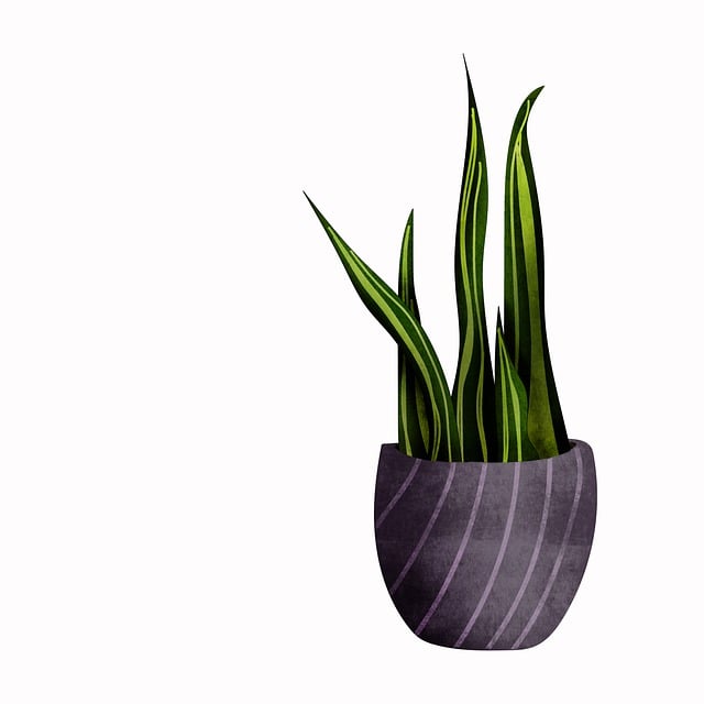 虎尾兰 植物 盆花 - 上的免费图片