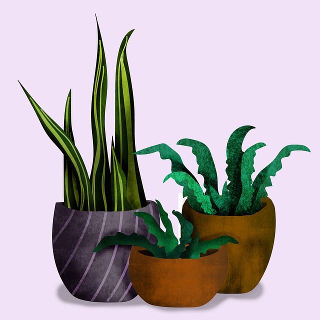 虎尾兰 植物 盆栽 - 上的免费图片