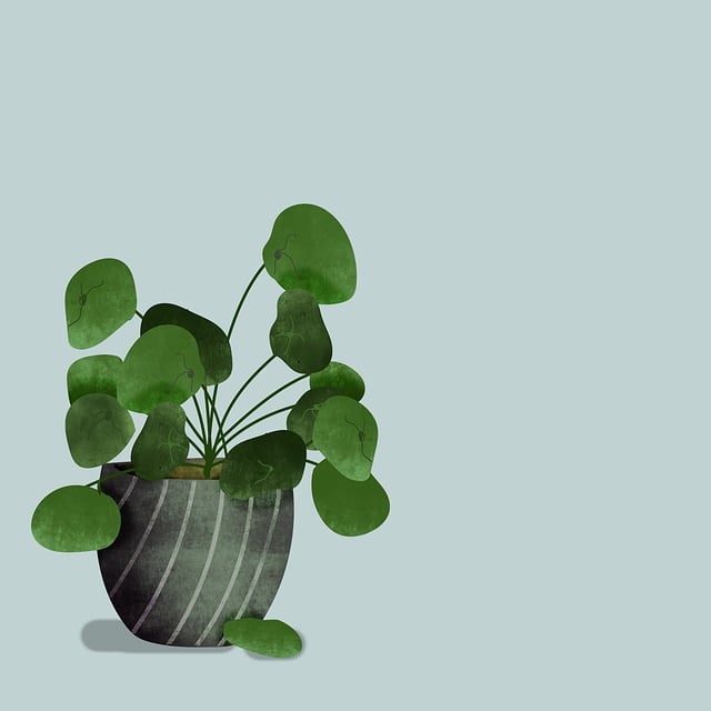 虎尾兰 植物 盆花 - 上的免费图片