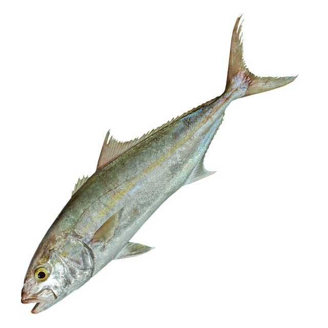 Seriola Dumerili 大琥珀鱼 盟军金鱼 - 上的免费图片