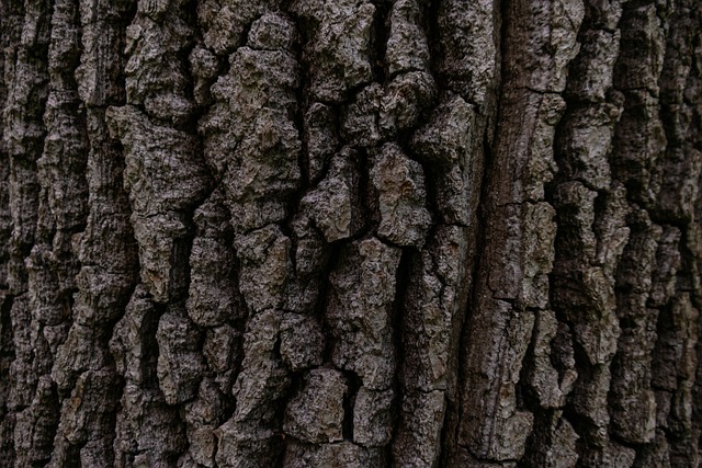 吠 树 树树皮 - 上的免费照片