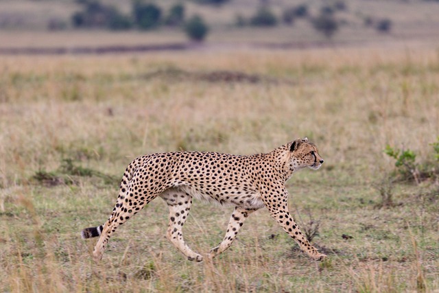 猎豹 动物 野生动物 - 上的免费照片