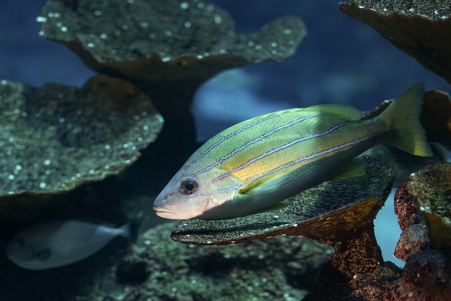 鱼 海 水族馆 - 上的免费照片