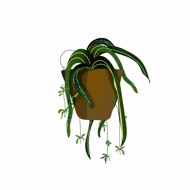 植物 挂厂 盆花 - 上的免费图片