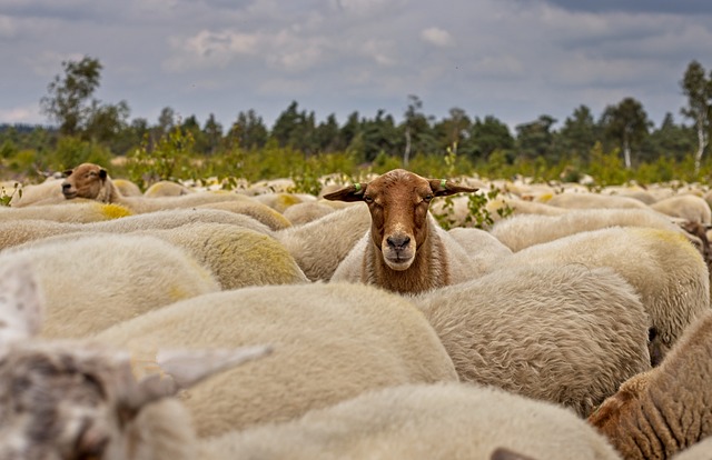 羊群 羊 性质 - 上的免费照片
