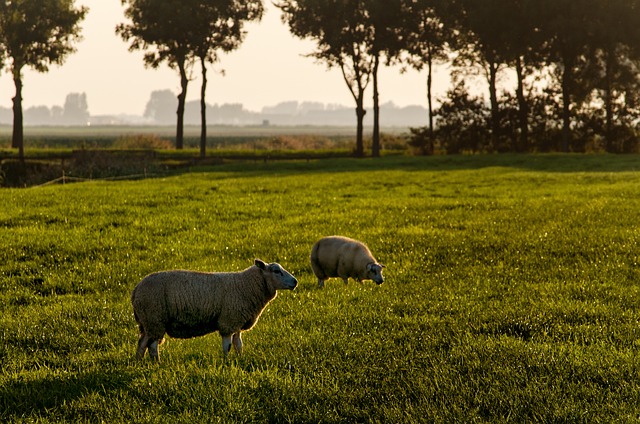 羊 树木 草 - 上的免费照片