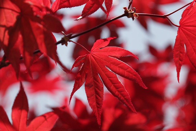 红枫叶 枫叶 红色的叶子 - 上的免费照片