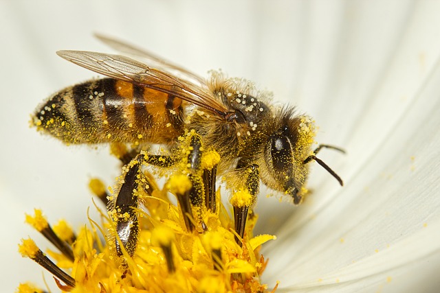 蜜蜂 昆虫 动物群 - 上的免费照片