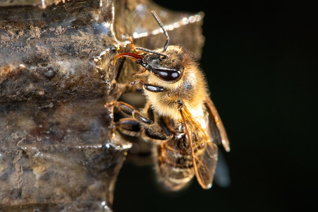 蜜蜂 西方蜜蜂 欧洲蜜蜂 - 上的免费照片