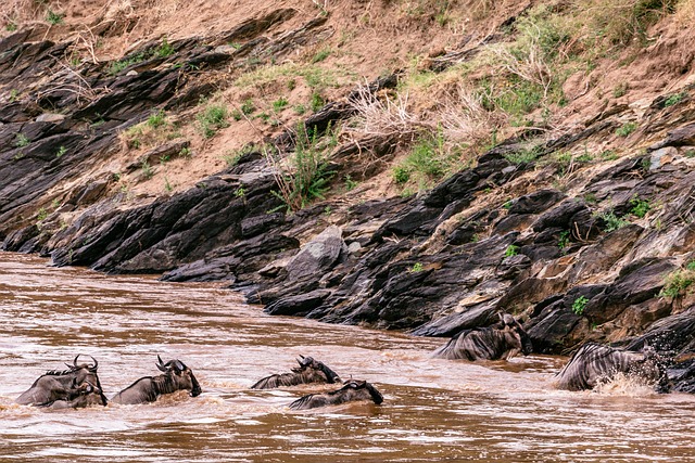 荒野 野生动物 肯尼亚摄影 - 上的免费照片