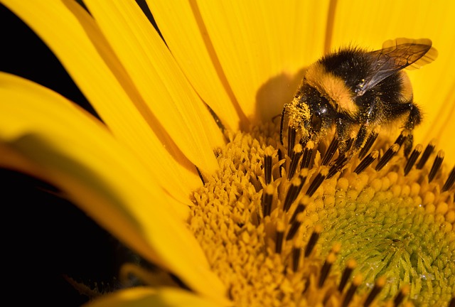 向日葵 熊蜂 授粉 - 上的免费照片