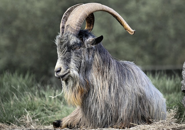 爱尔兰山羊 山羊 动物 - 上的免费照片
