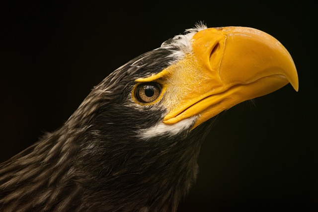 斯特勒海鹰 鸟 动物 - 上的免费照片