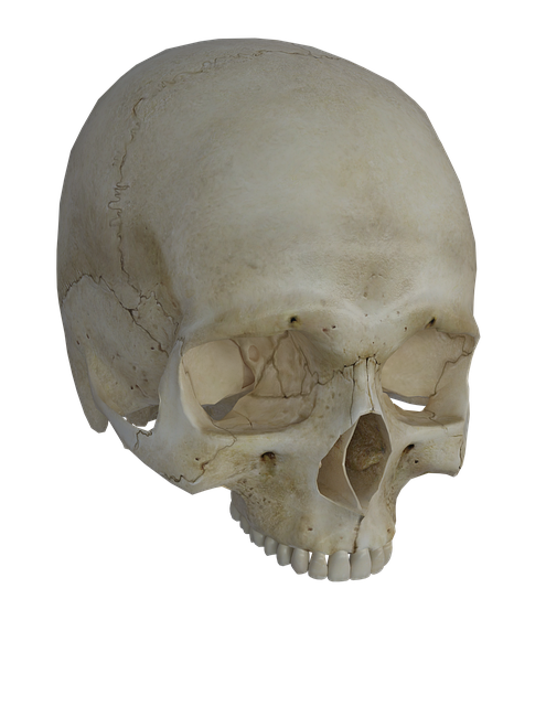 颅骨 无颌 白痴 - 上的免费图片