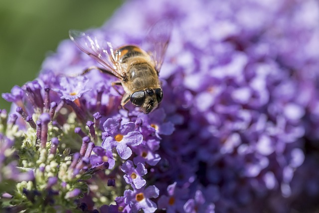 蜜蜂 昆虫 紫丁香 - 上的免费照片