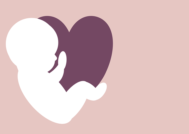胚胎 胎儿 母亲 - 上的免费图片