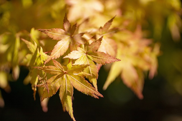 枫叶 日本枫树 黄叶 - 上的免费照片