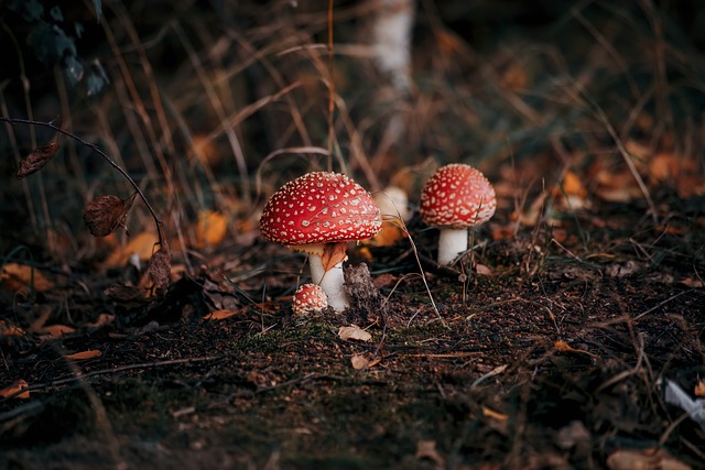 蘑菇 森林 毒菌 - 上的免费照片
