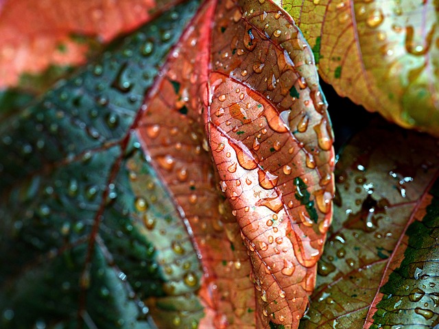 铜叶 雨 水滴 - 上的免费照片