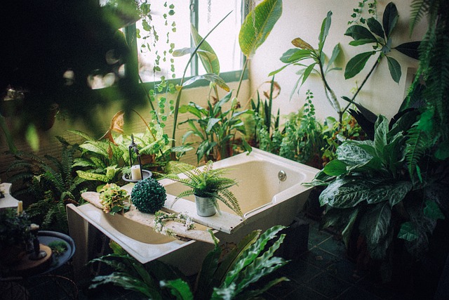 植物 浴缸 浴室 - 上的免费照片