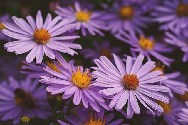 秋季 紫菀 紫色 - 上的免费照片