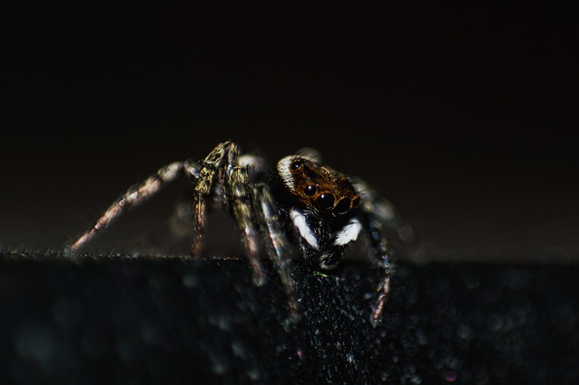 蜘蛛 昆虫 蛛形纲动物 - 上的免费照片