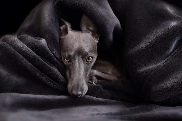 狗 意大利灰狗 灵缇犬 - 上的免费照片