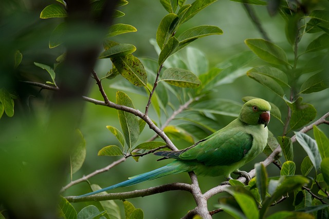 鹦鹉 野生动物 绿色 - 上的免费照片