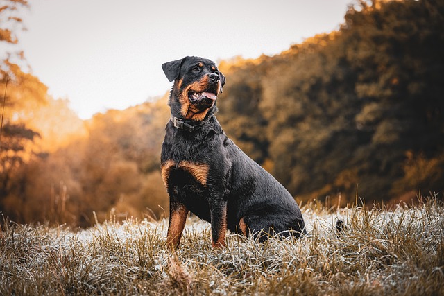 罗威纳犬 狗 日落 - 上的免费照片