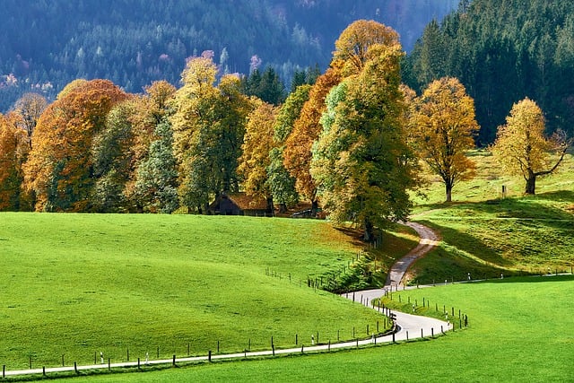 落下 树木 秋天 - 上的免费照片