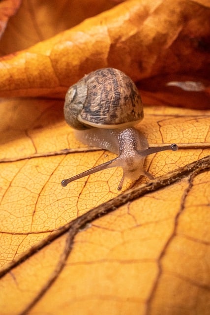 蜗牛 微距照片 自然 - 上的免费照片