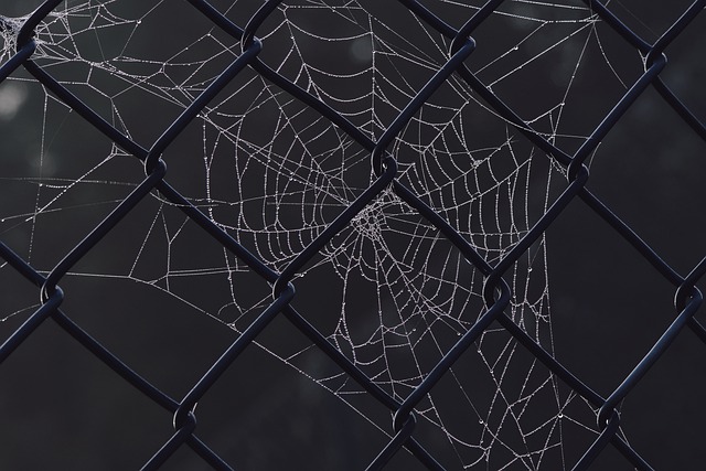 蜘蛛网 露珠 栅栏 - 上的免费照片