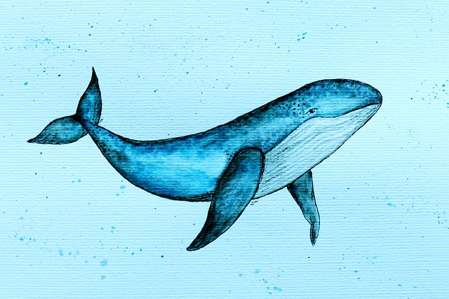 水彩 鲸 特点 - 上的免费图片