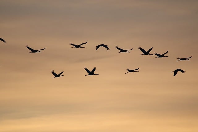 普通起重机 日出 鸟类 - 上的免费照片