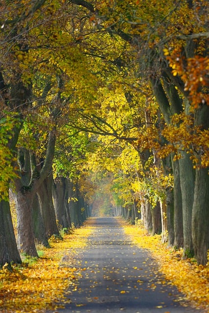 秋天 路 树木 - 上的免费照片