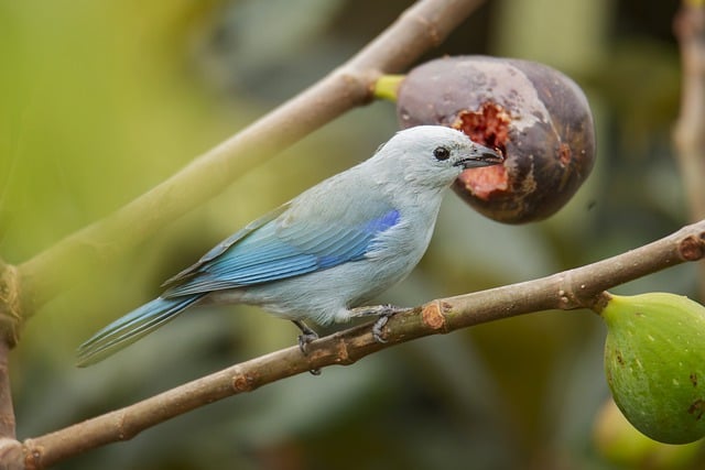 自然 鸟 唐纳雀 - 上的免费照片