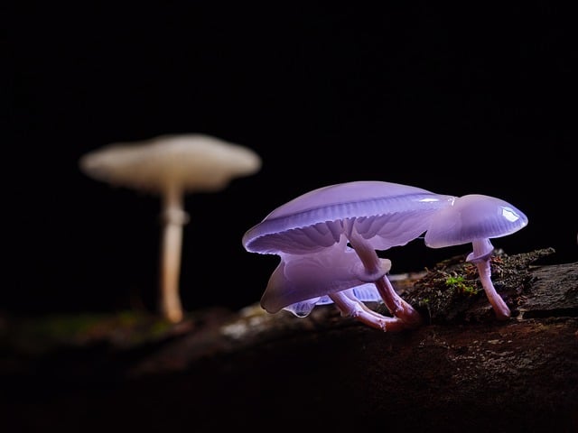 蘑菇 山毛榉粘液根 森林蘑菇 - 上的免费照片